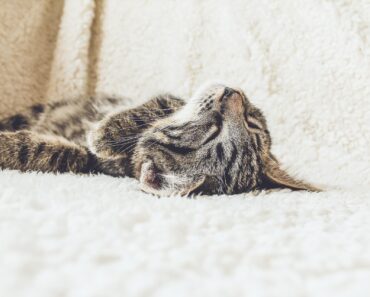 Why Do Some Cats Sleep on Their Backs With Their Hind Legs Spread?