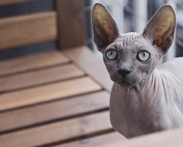 How to take care of a Sphynx: Peculiarities of the breeding of bald cats