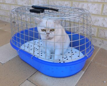 Cat Aviary: Need and Use